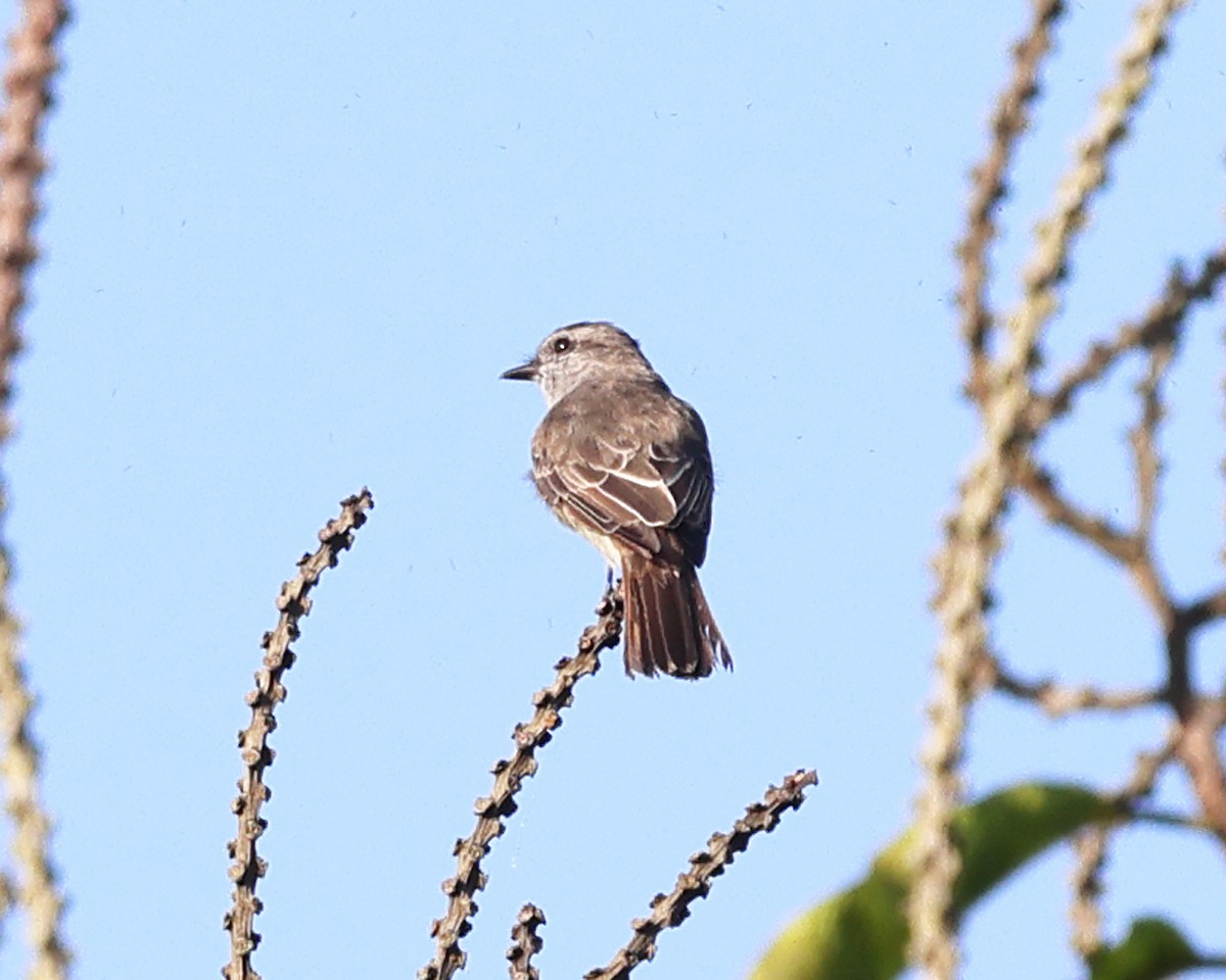 Crowned Slaty Flycatcher - ML639027157