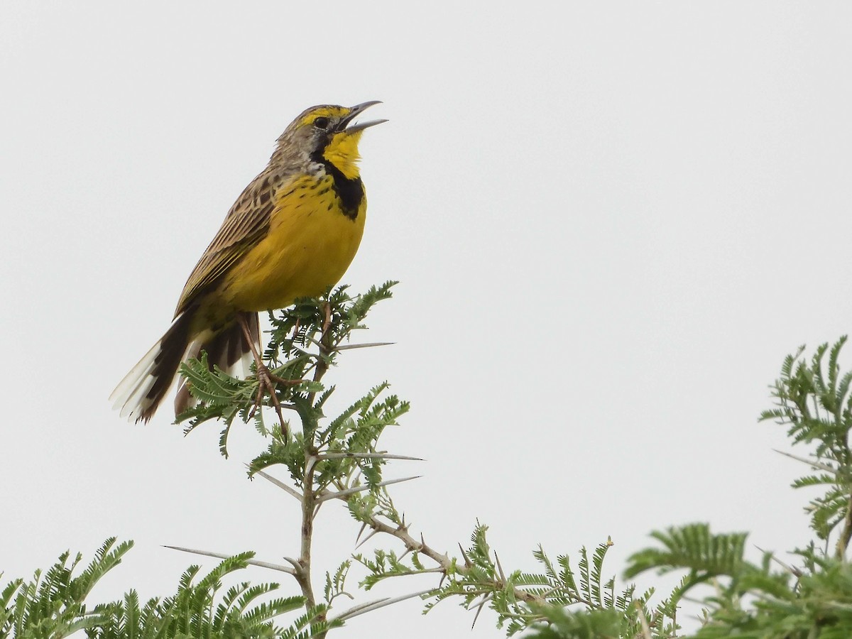 Yellow-throated Longclaw - ML639027158
