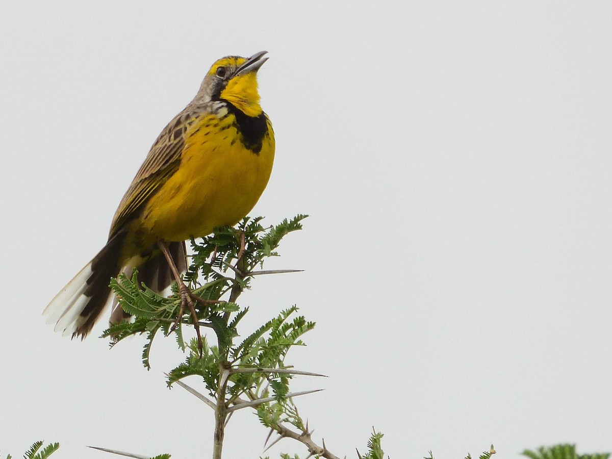 Yellow-throated Longclaw - ML639027159