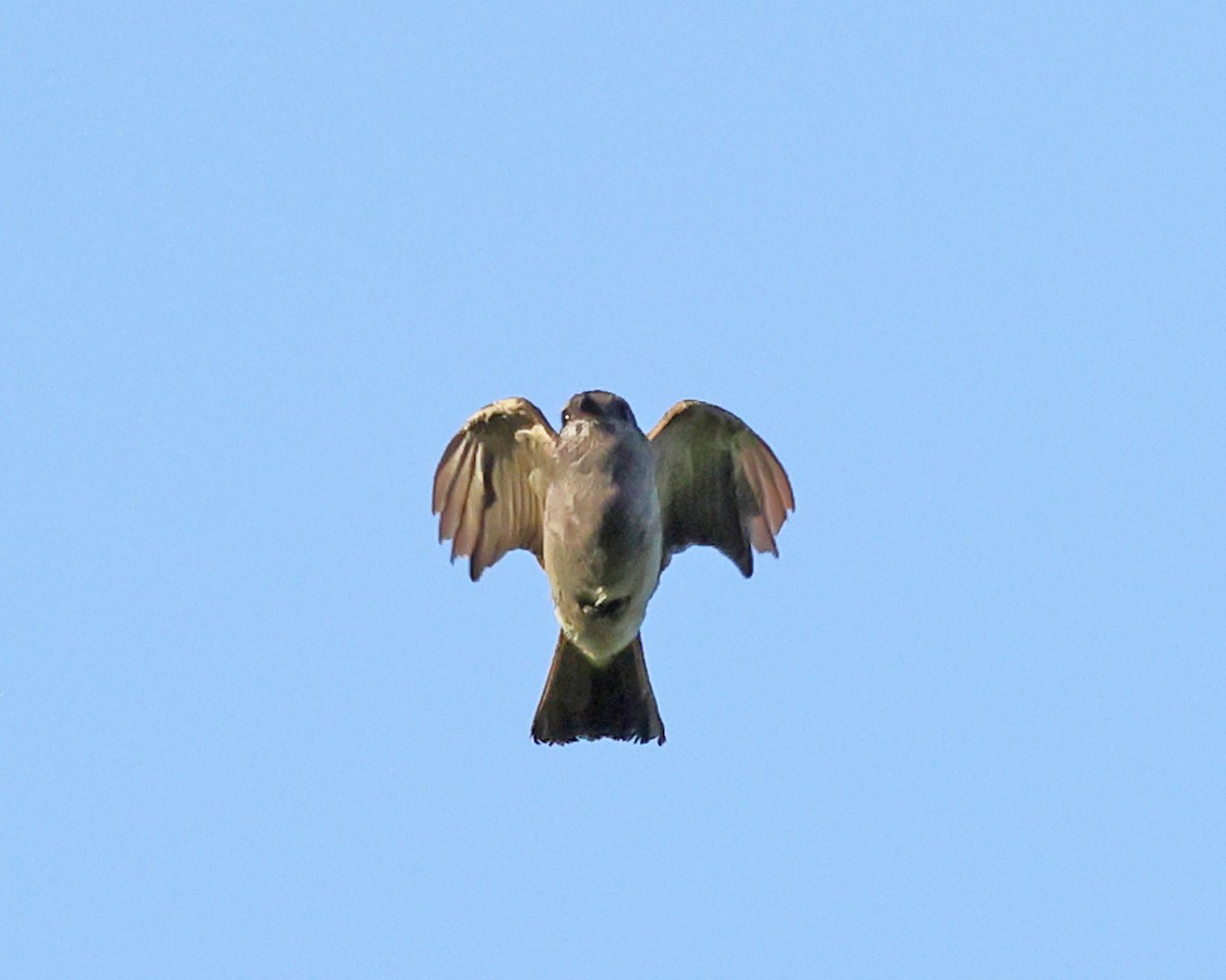 Crowned Slaty Flycatcher - ML639027162