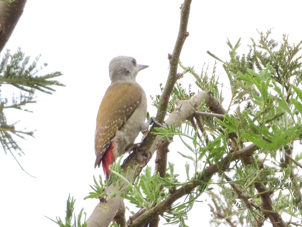 African Gray Woodpecker - ML639027177