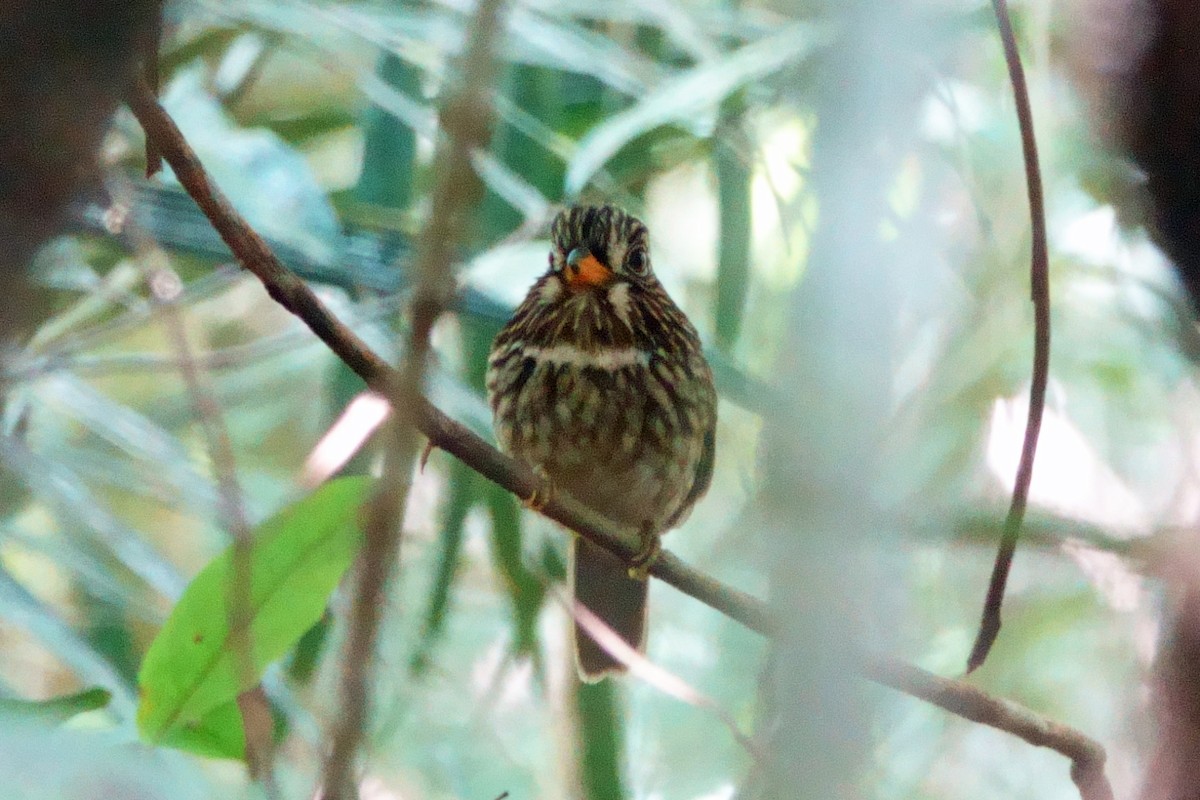 White-chested Puffbird - ML639027179
