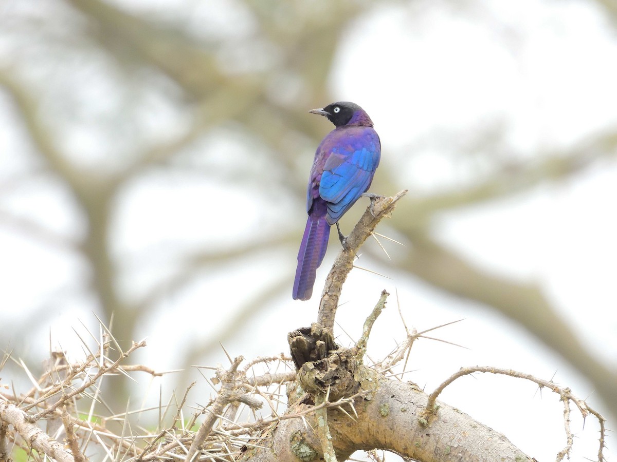Rüppell's Starling - ML639027185