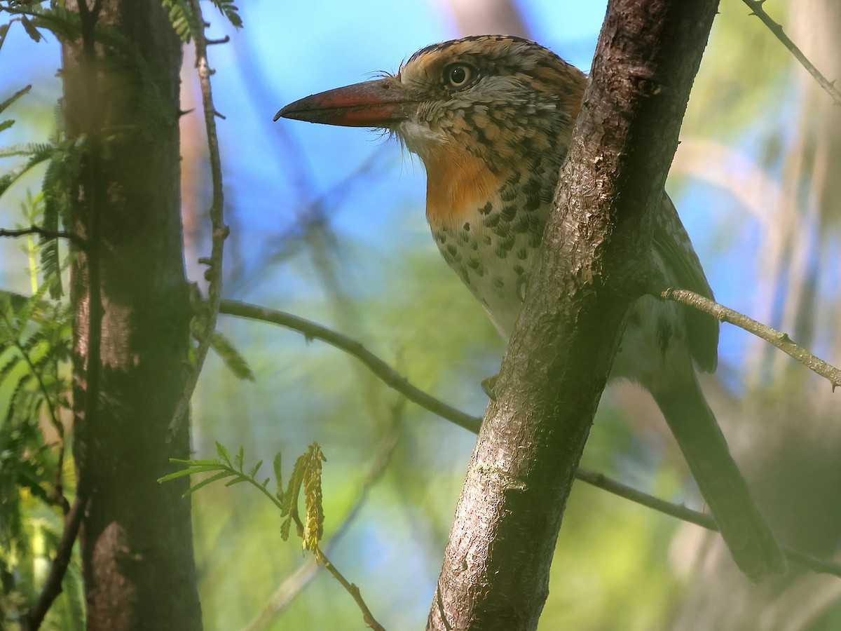 Spot-backed Puffbird (Spot-backed) - ML639027196