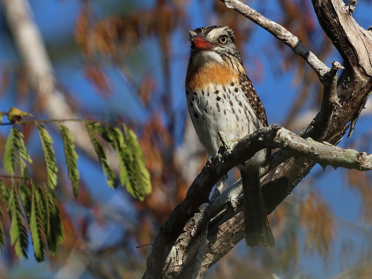Spot-backed Puffbird (Spot-backed) - ML639027214