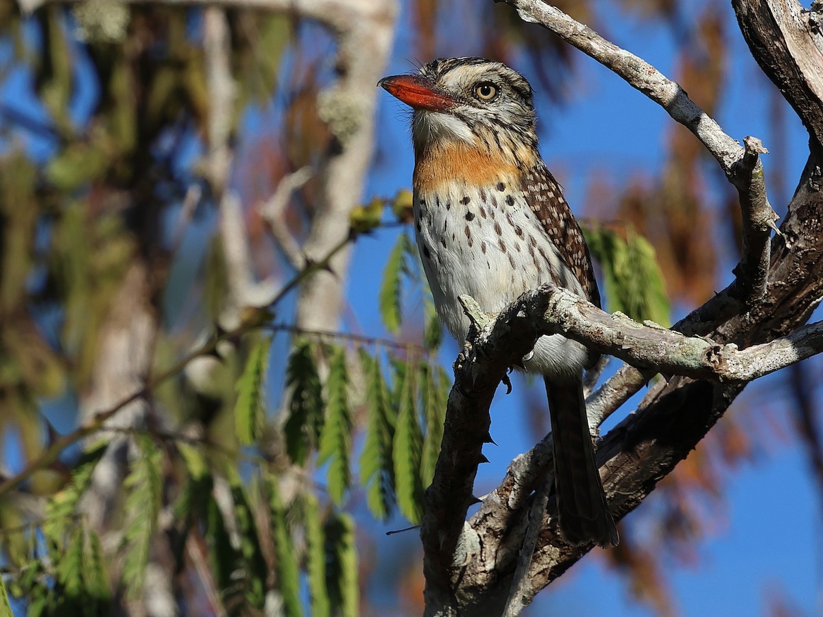 Spot-backed Puffbird (Spot-backed) - ML639027215