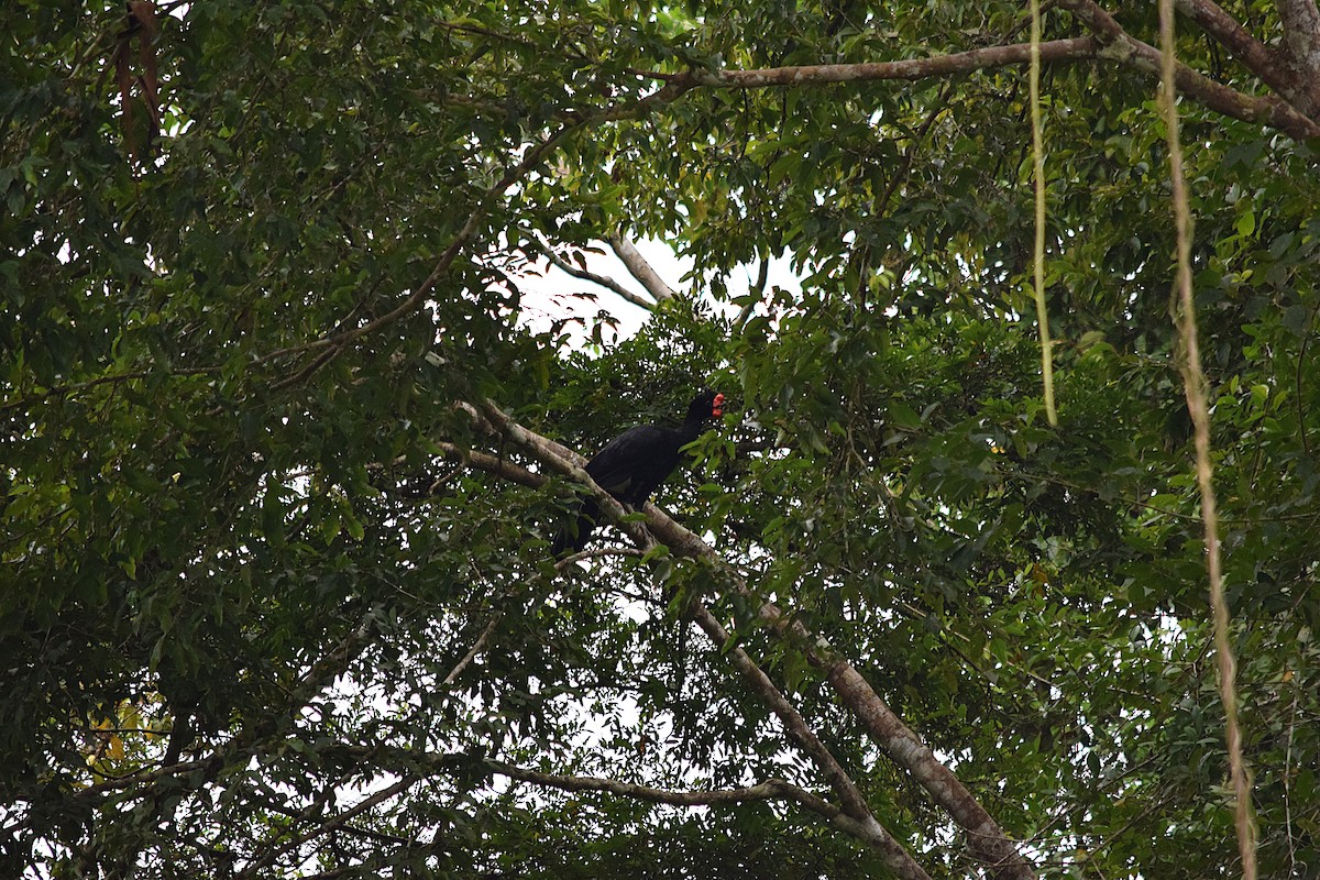 Wattled Curassow - ML639027220