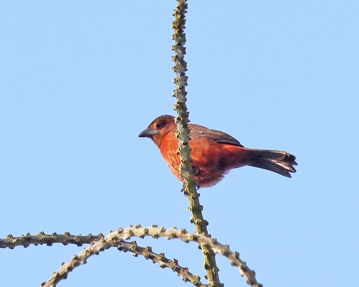 Silver-beaked Tanager - ML639027231