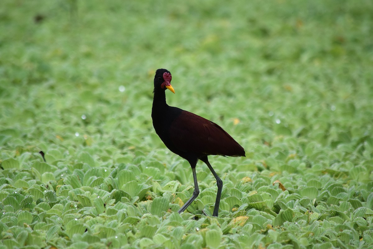 Wattled Jacana - ML639027236