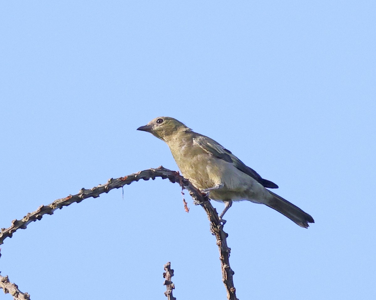 Palm Tanager - ML639027237