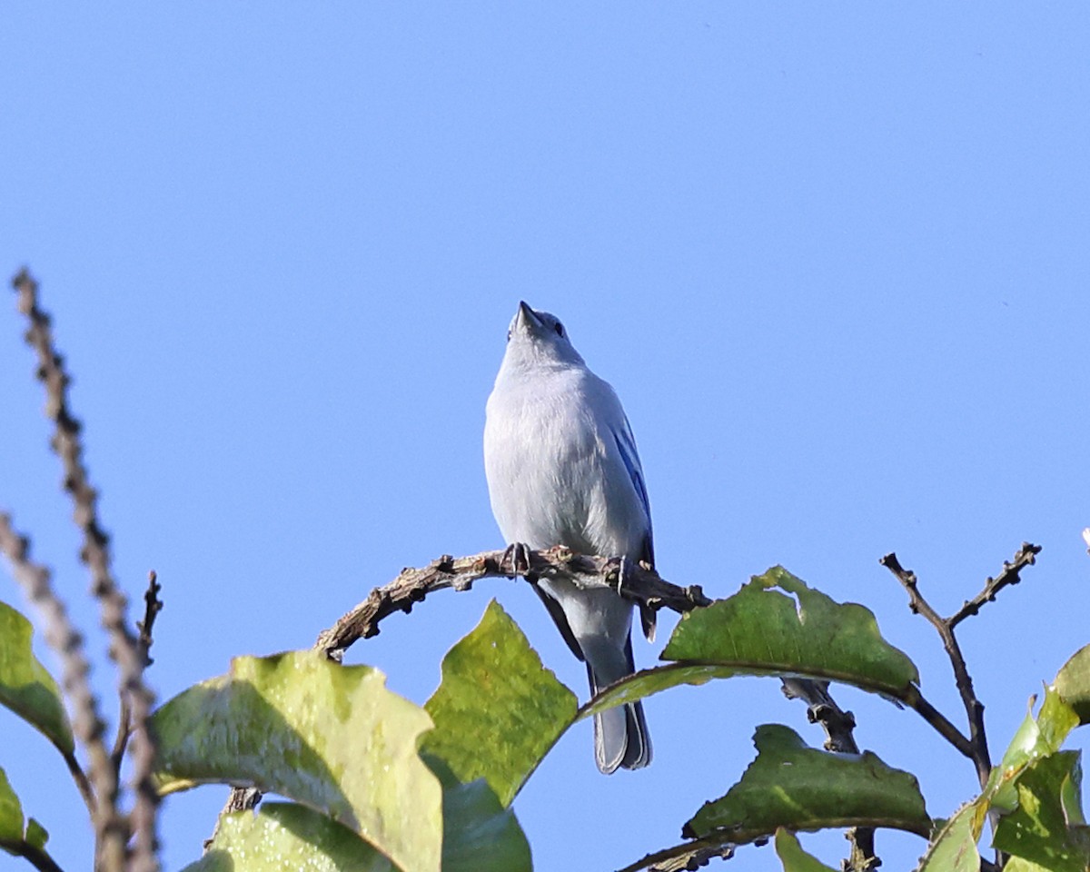 Blue-gray Tanager - ML639027241
