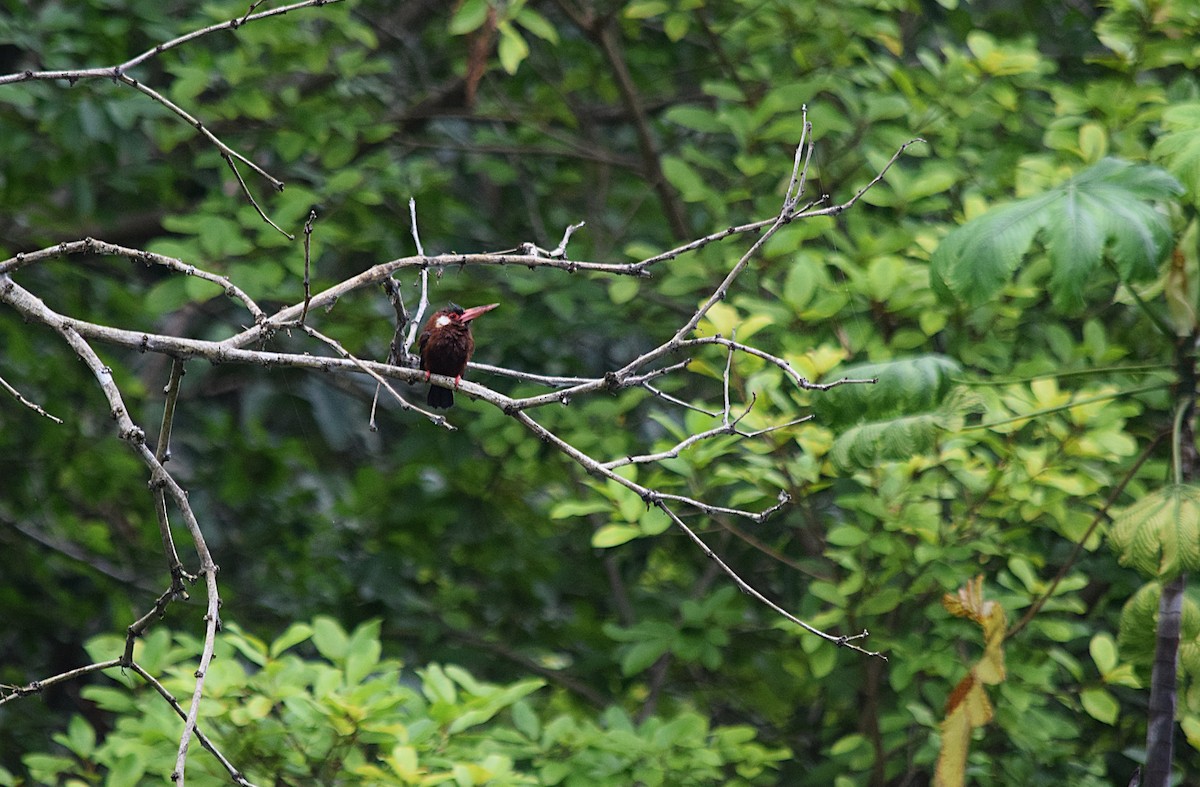 White-eared Jacamar - ML639027261