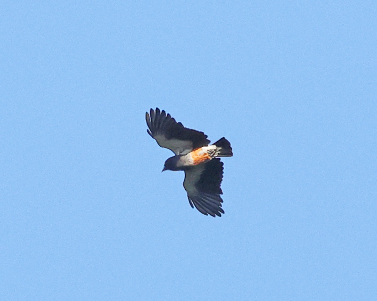 Swallow-winged Puffbird - ML639027271