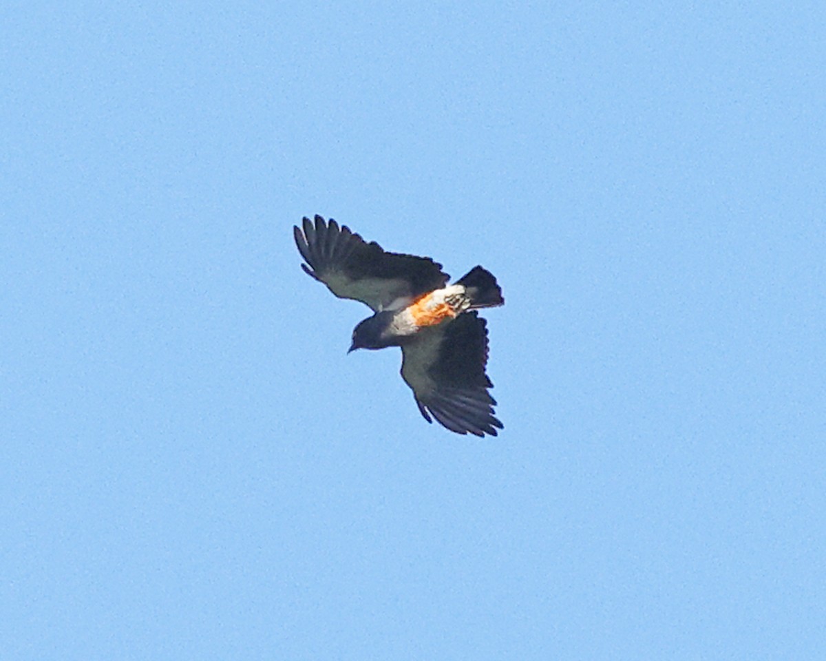Swallow-winged Puffbird - ML639027281