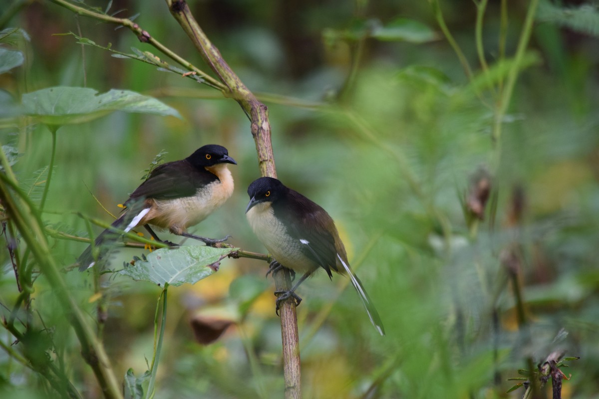 Black-capped Donacobius - ML639027290