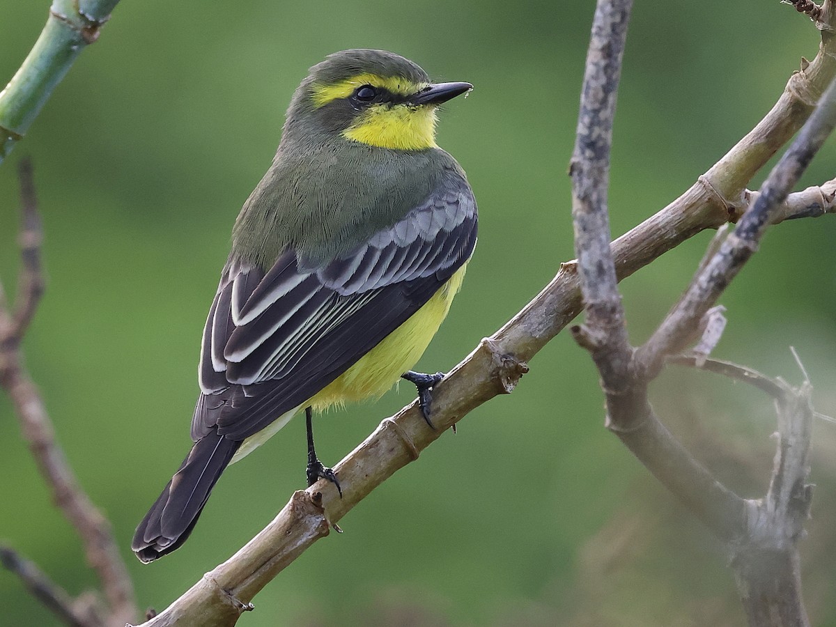 Yellow-browed Tyrant - ML639027308