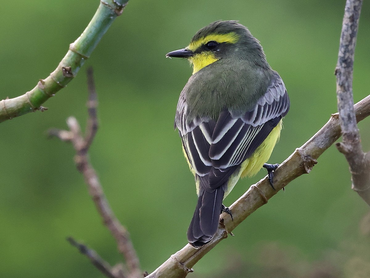 Yellow-browed Tyrant - ML639027310