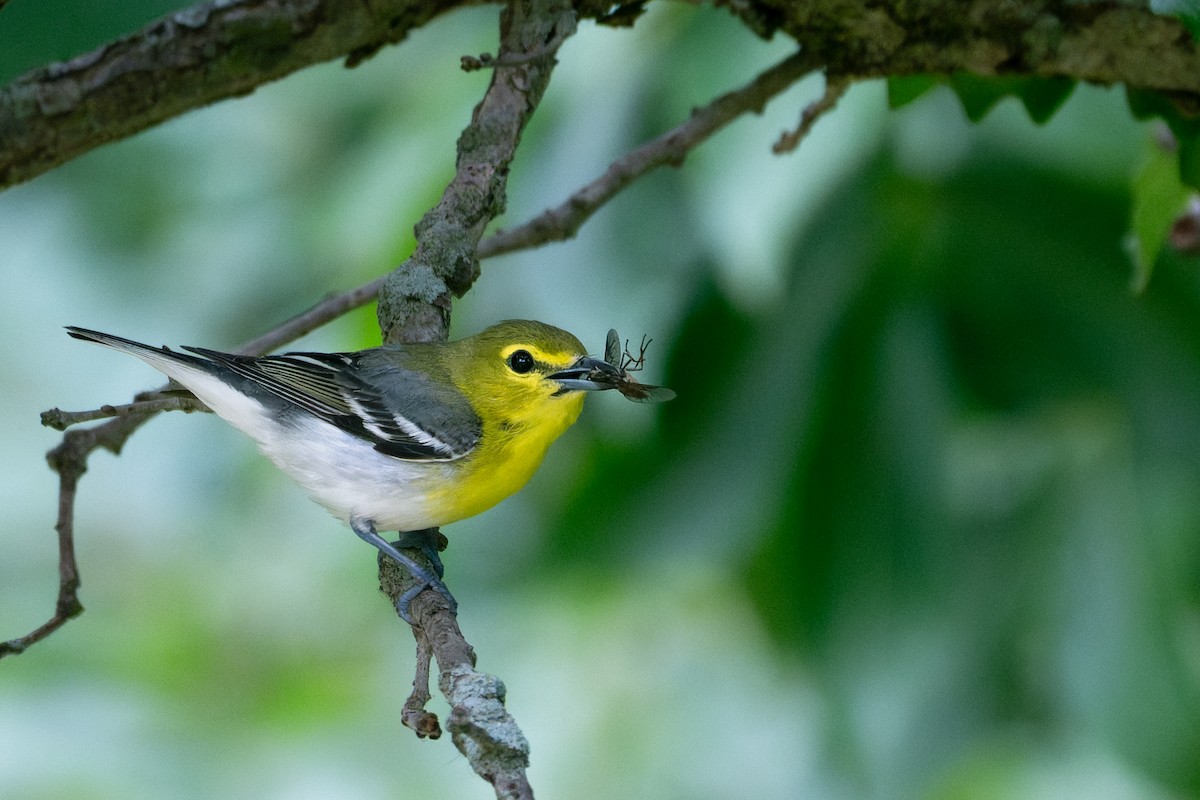 Yellow-throated Vireo - ML639027335