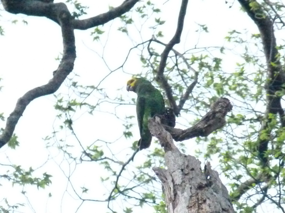 Yellow-fronted Parrot - ML639027346