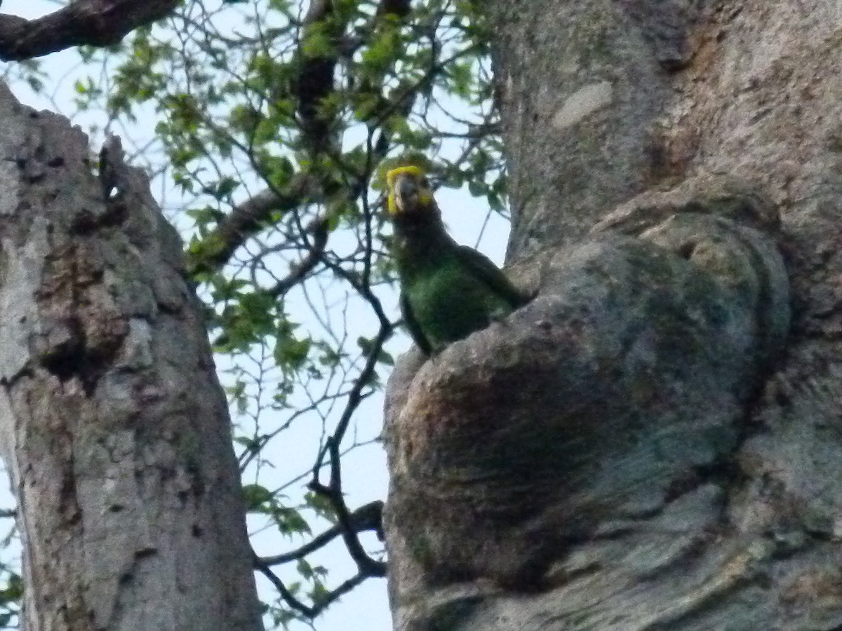 Yellow-fronted Parrot - ML639027348