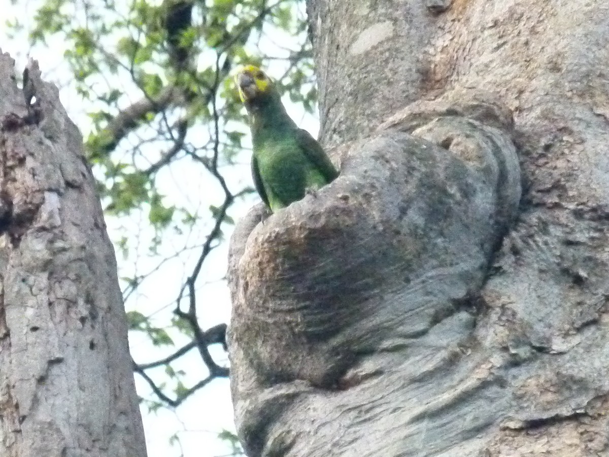 Yellow-fronted Parrot - ML639027349