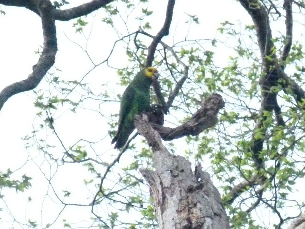 Yellow-fronted Parrot - ML639027350