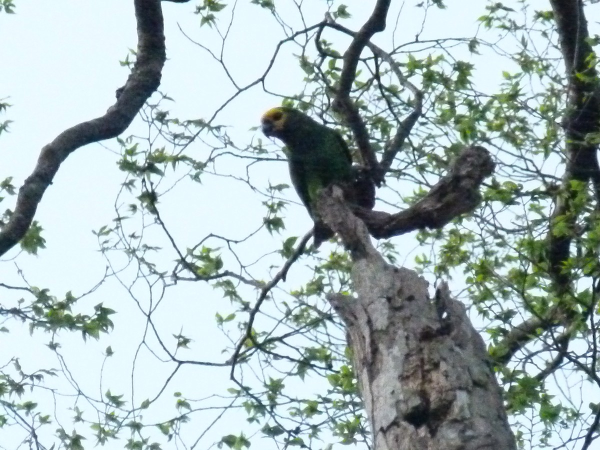 Yellow-fronted Parrot - ML639027351