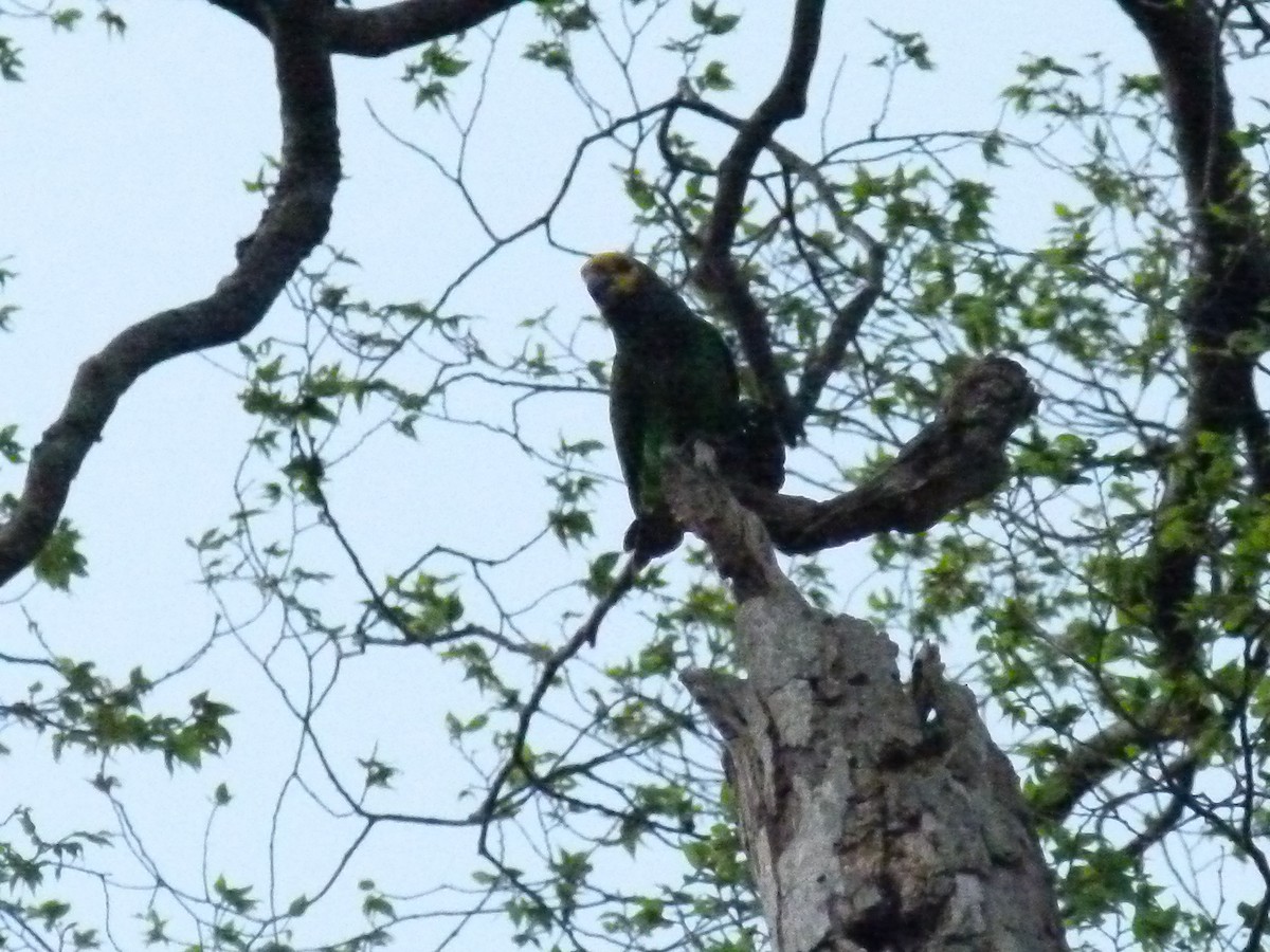 Yellow-fronted Parrot - ML639027352