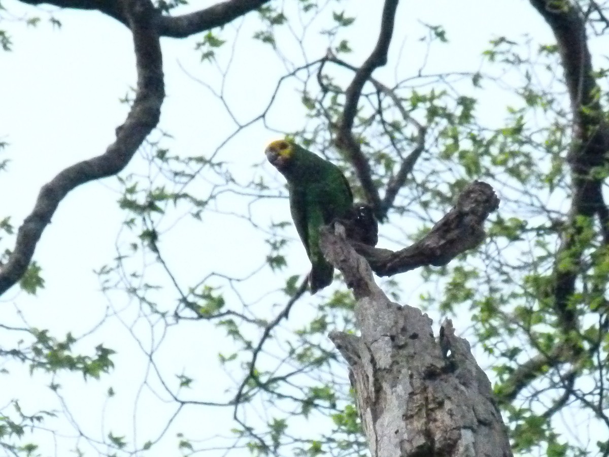 Yellow-fronted Parrot - ML639027353