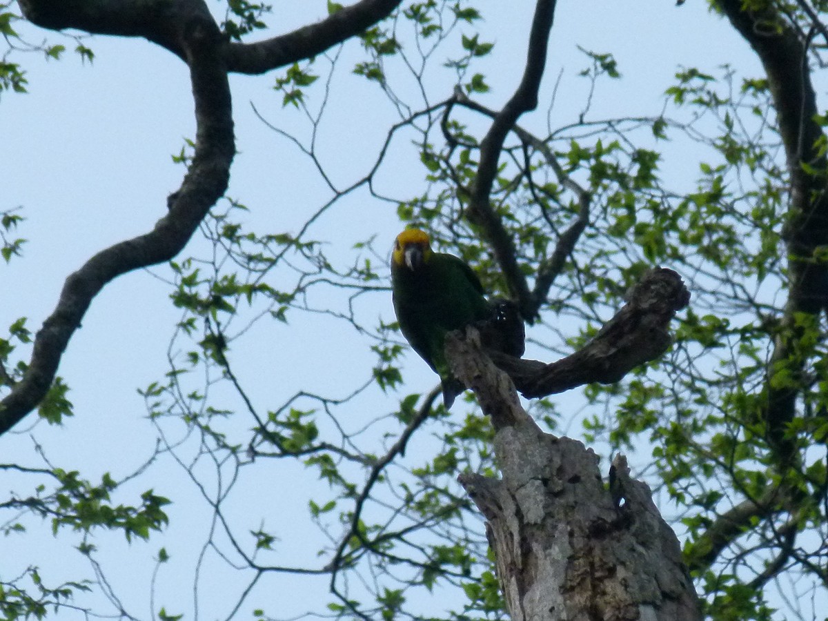 Yellow-fronted Parrot - ML639027354