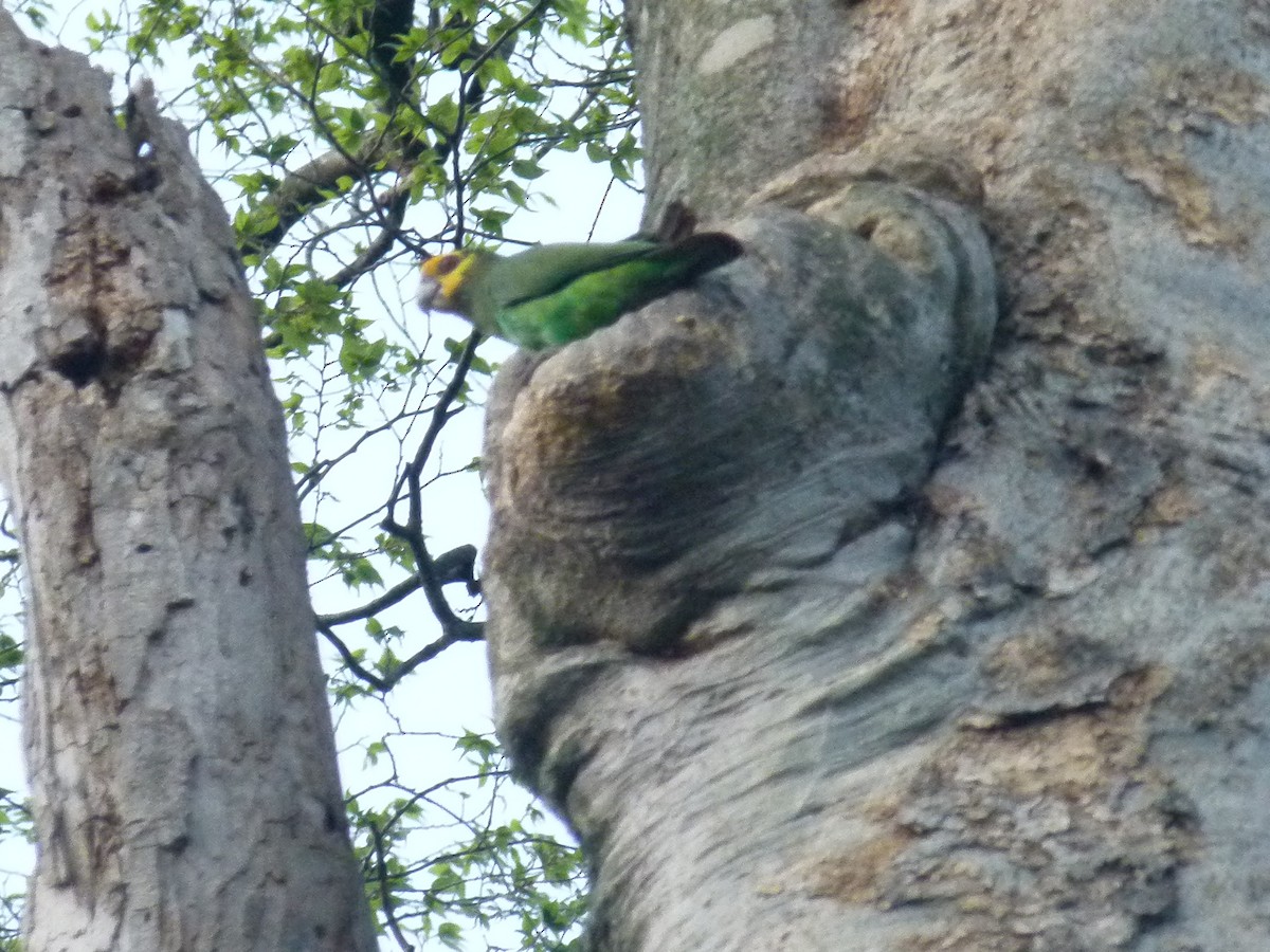 Yellow-fronted Parrot - ML639027355