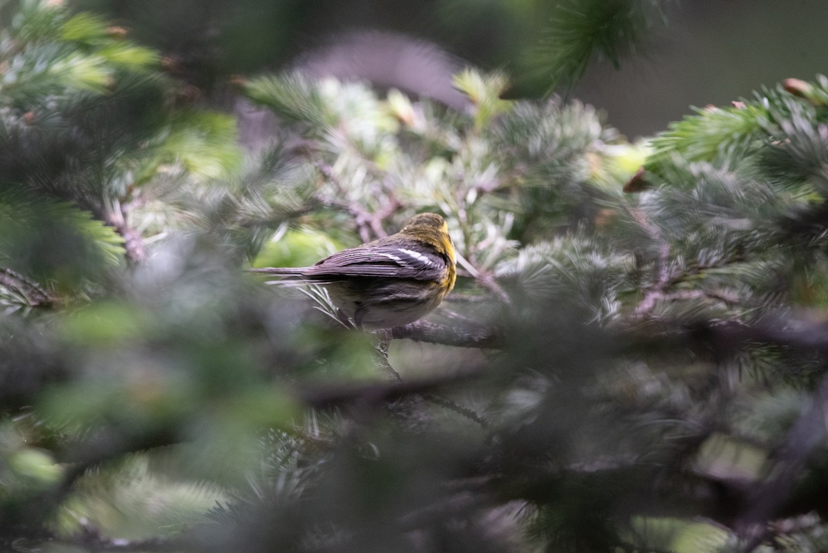 Townsend's Warbler - ML639027362