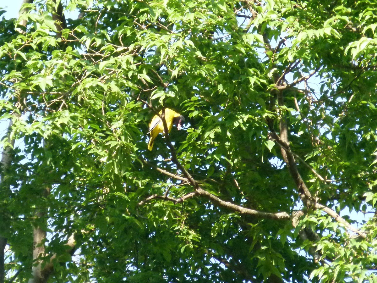 Ethiopian Black-headed Oriole - ML639027371