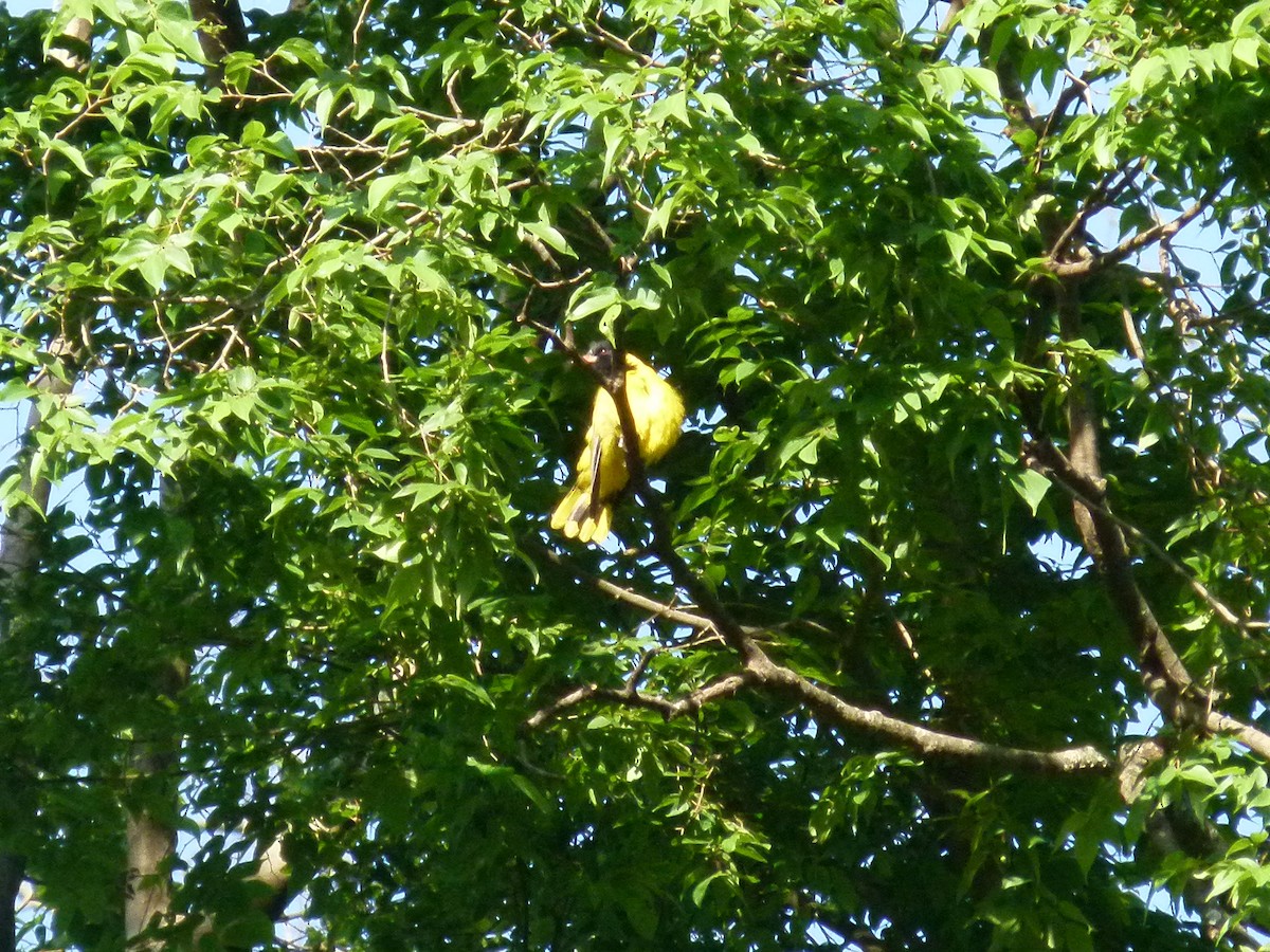 Ethiopian Black-headed Oriole - ML639027372