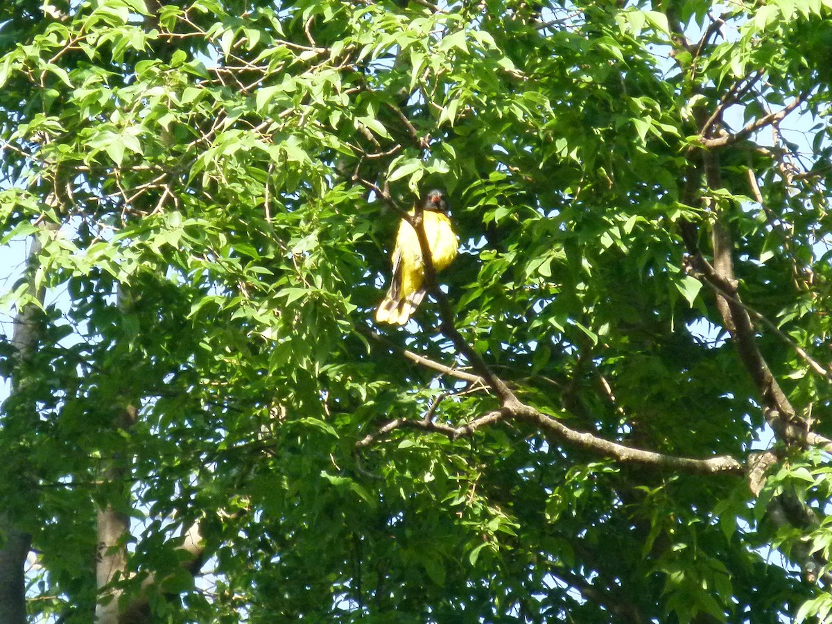 Ethiopian Black-headed Oriole - ML639027373