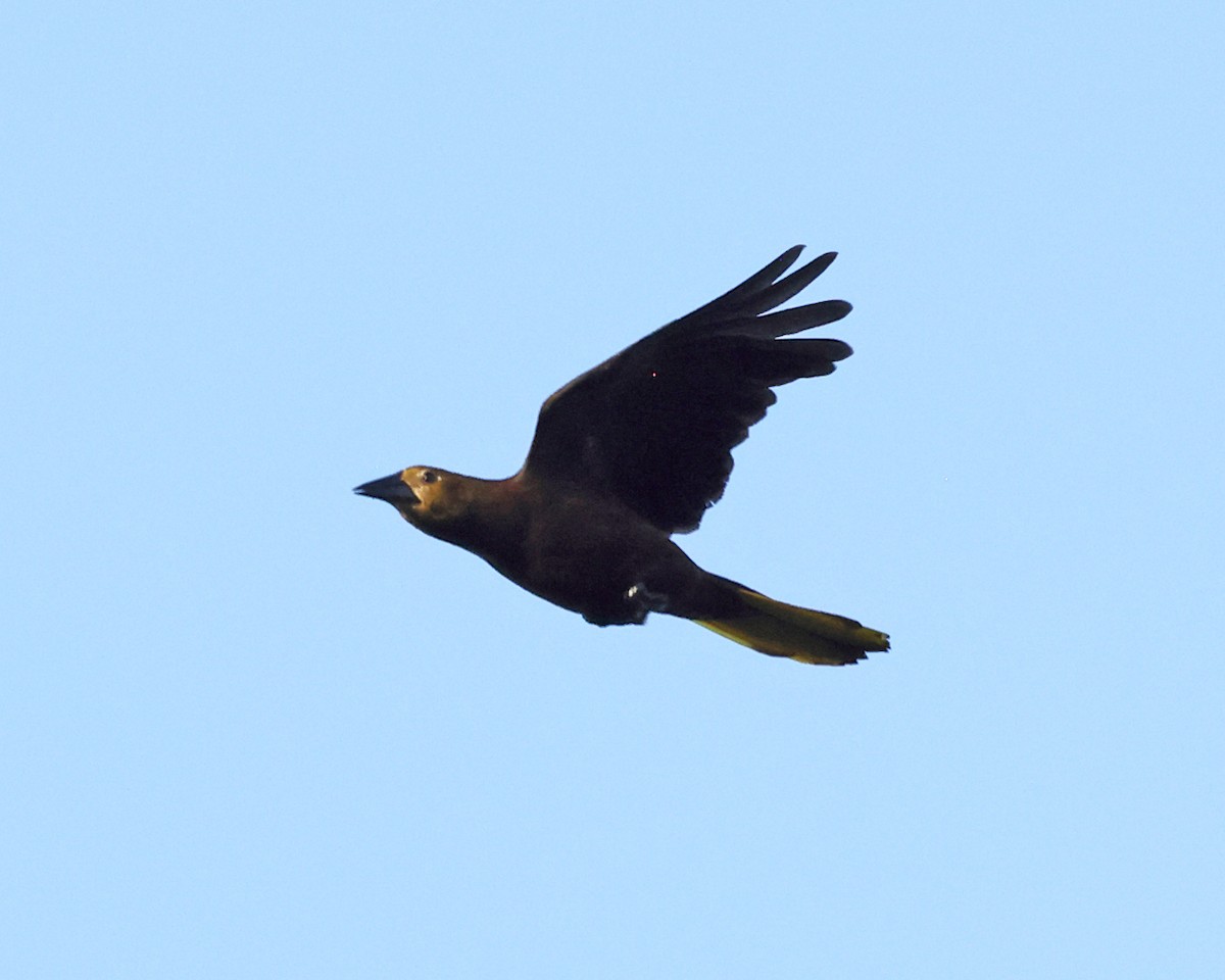 Russet-backed Oropendola - ML639027380