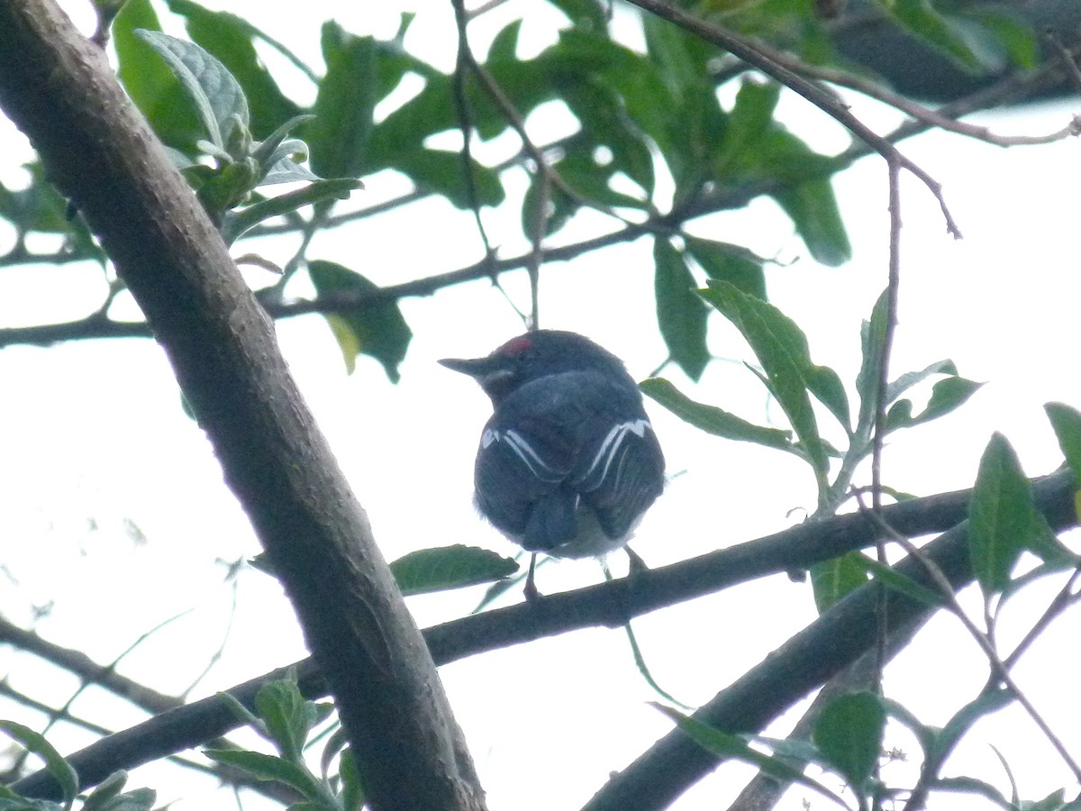 Brown-throated Wattle-eye - ML639027398