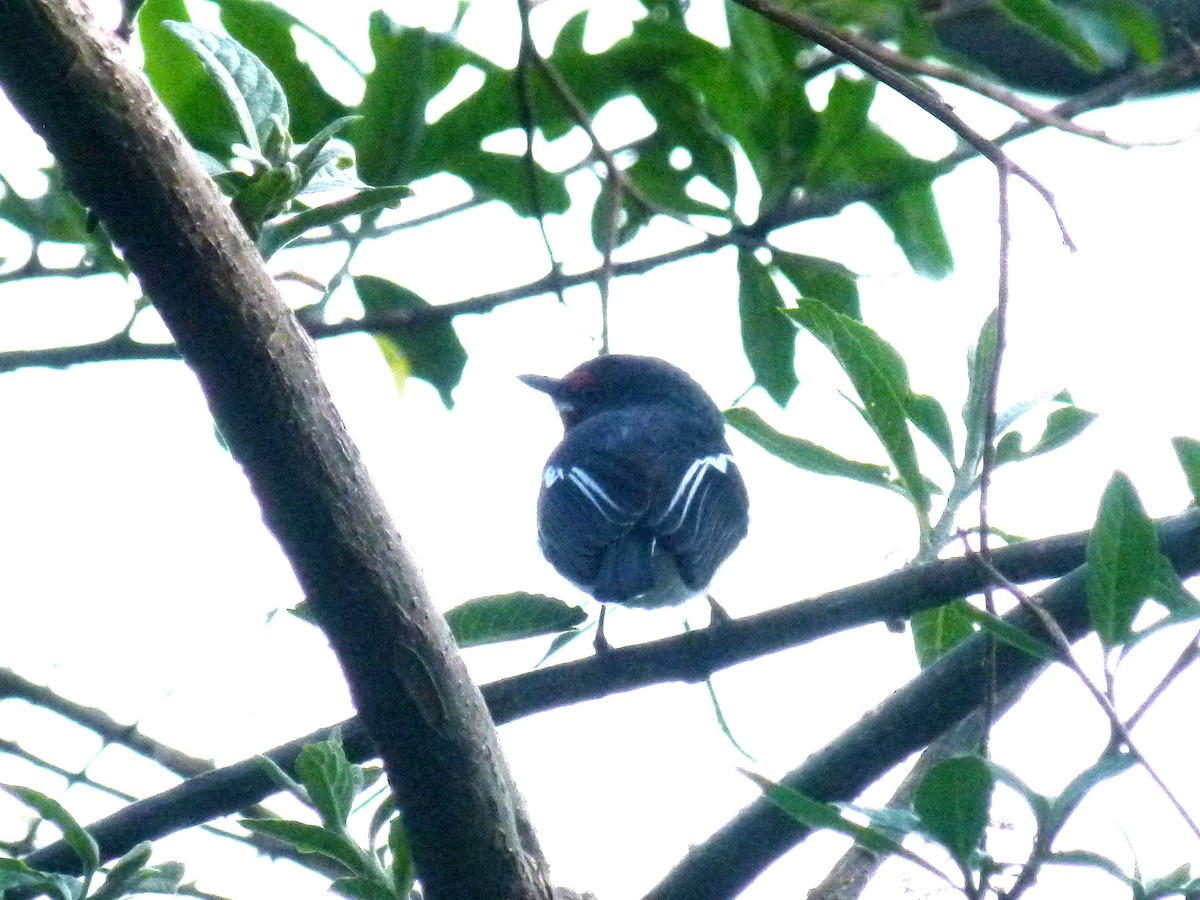 Brown-throated Wattle-eye - ML639027400