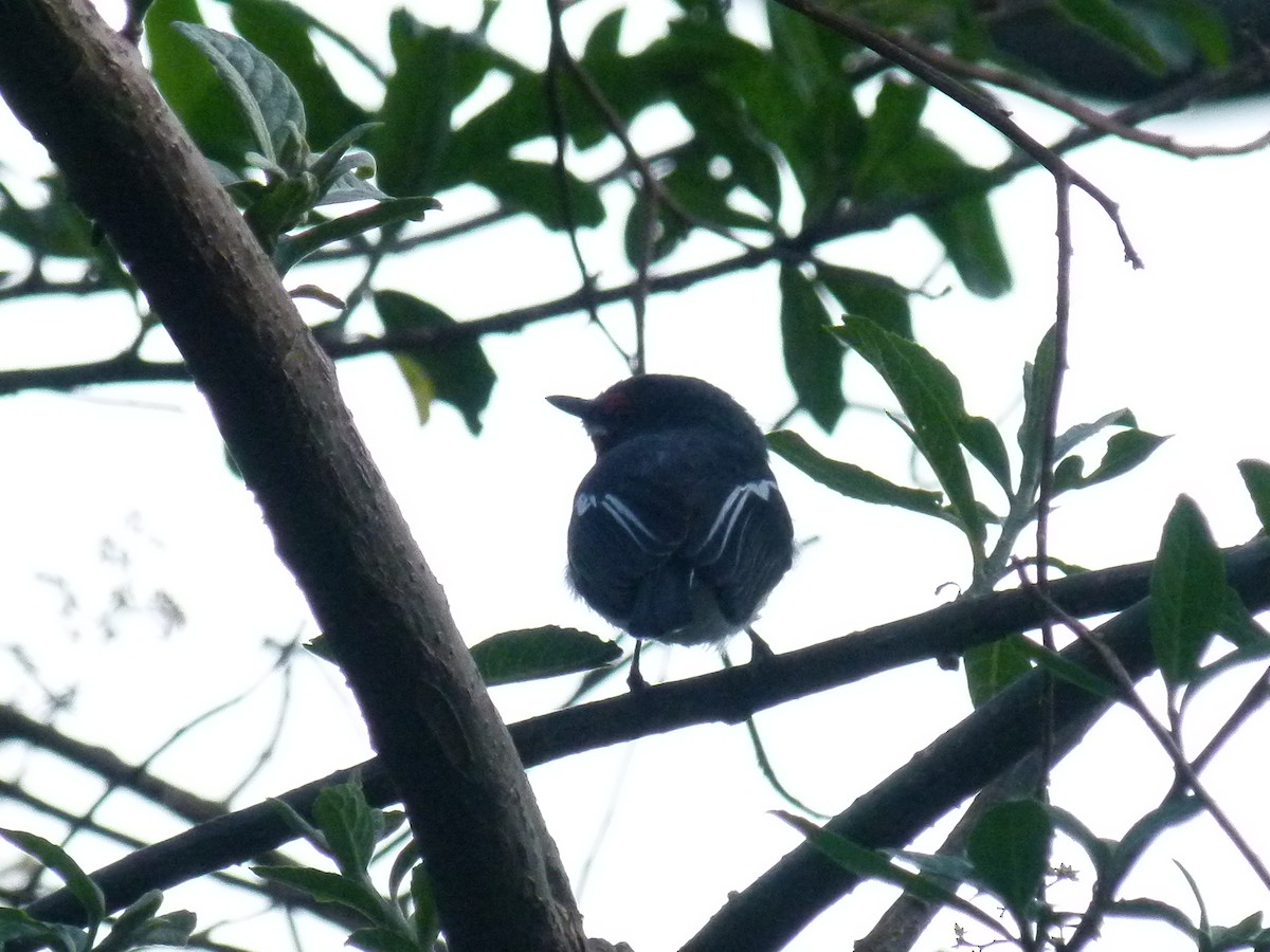Brown-throated Wattle-eye - ML639027402