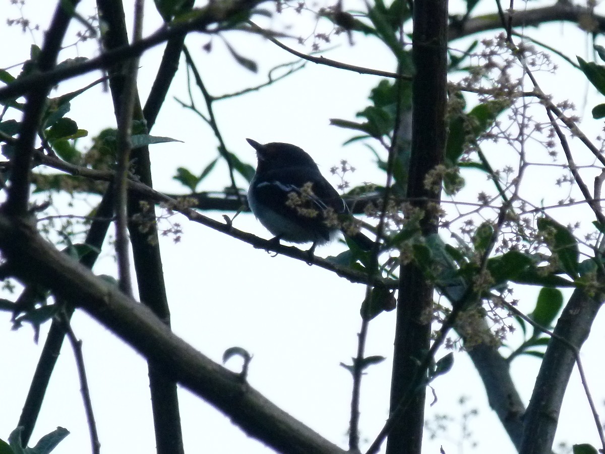 Brown-throated Wattle-eye - ML639027403