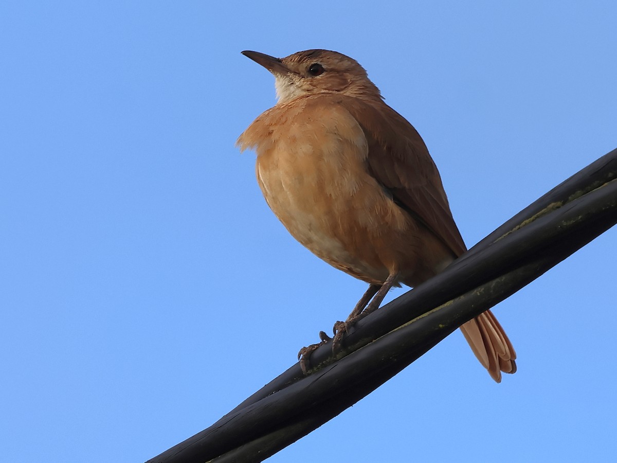 Rufous Hornero - ML639027404
