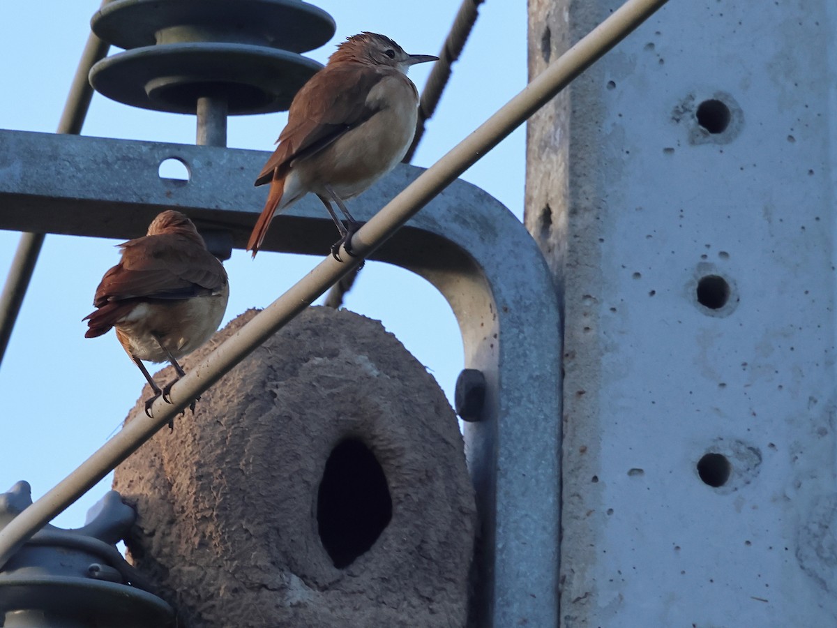 Rufous Hornero - ML639027405
