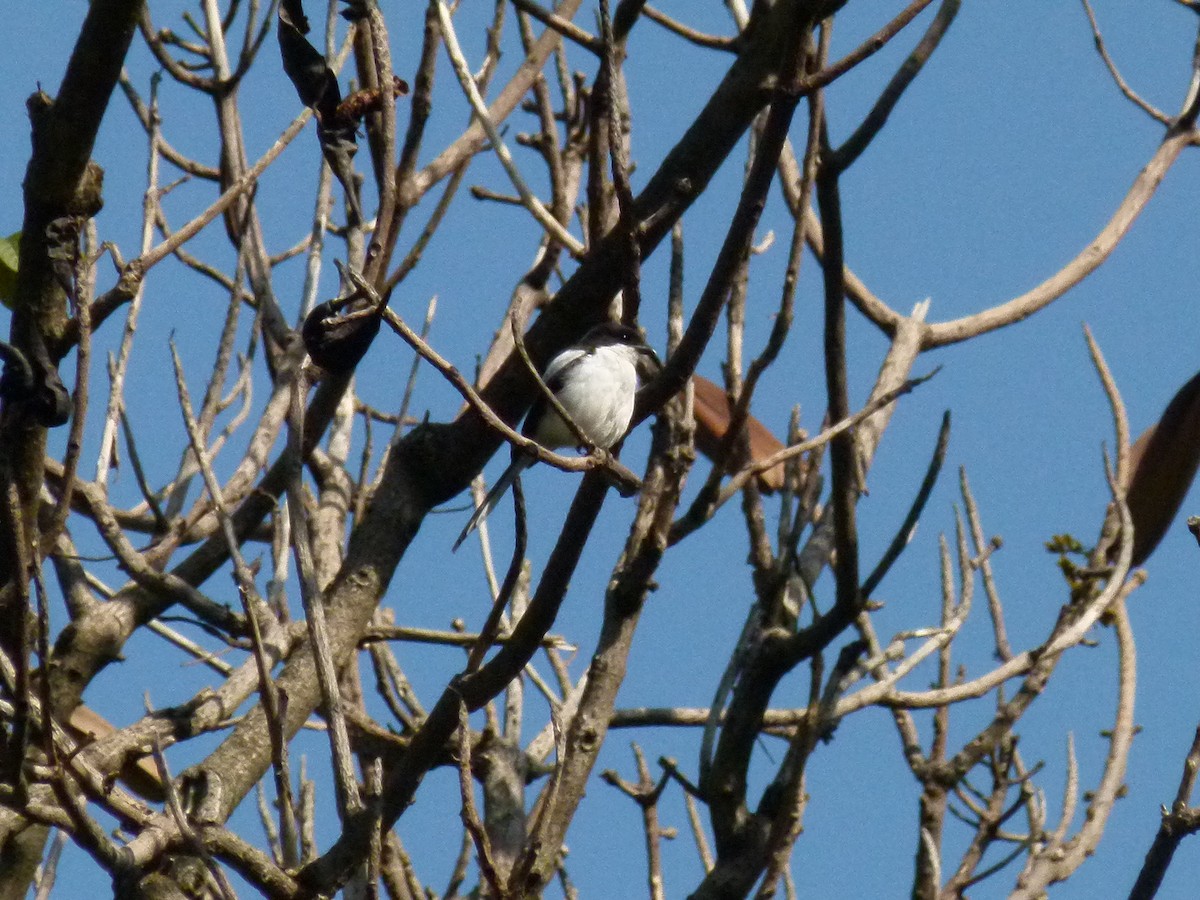 Northern Fiscal - ML639027425
