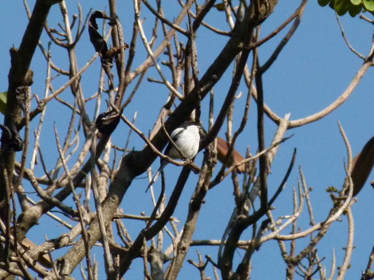 Northern Fiscal - ML639027427