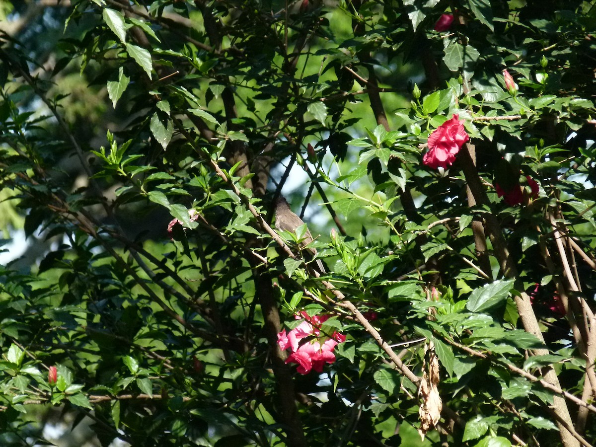 Common Bulbul - ML639027442