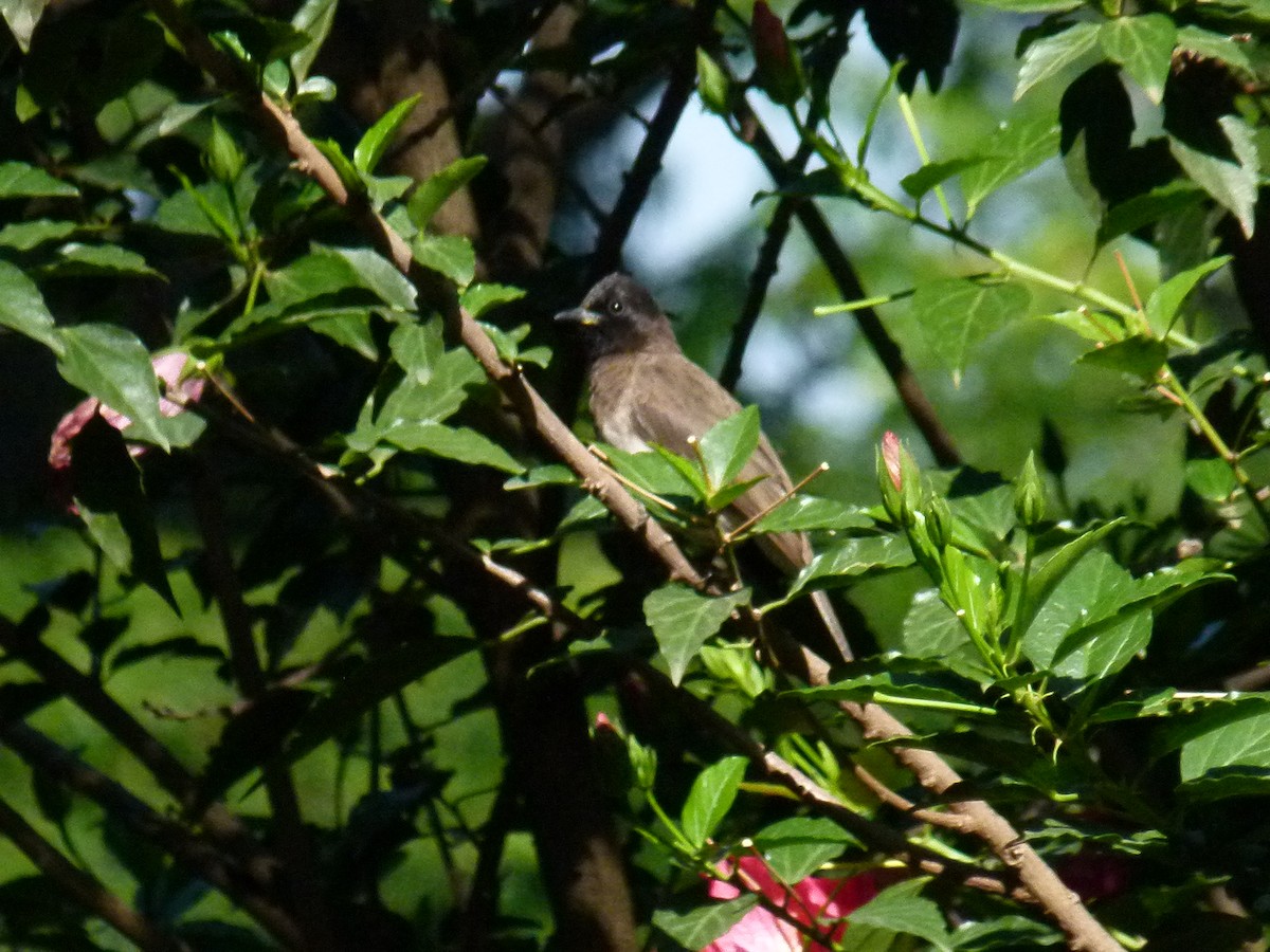 Common Bulbul - ML639027443