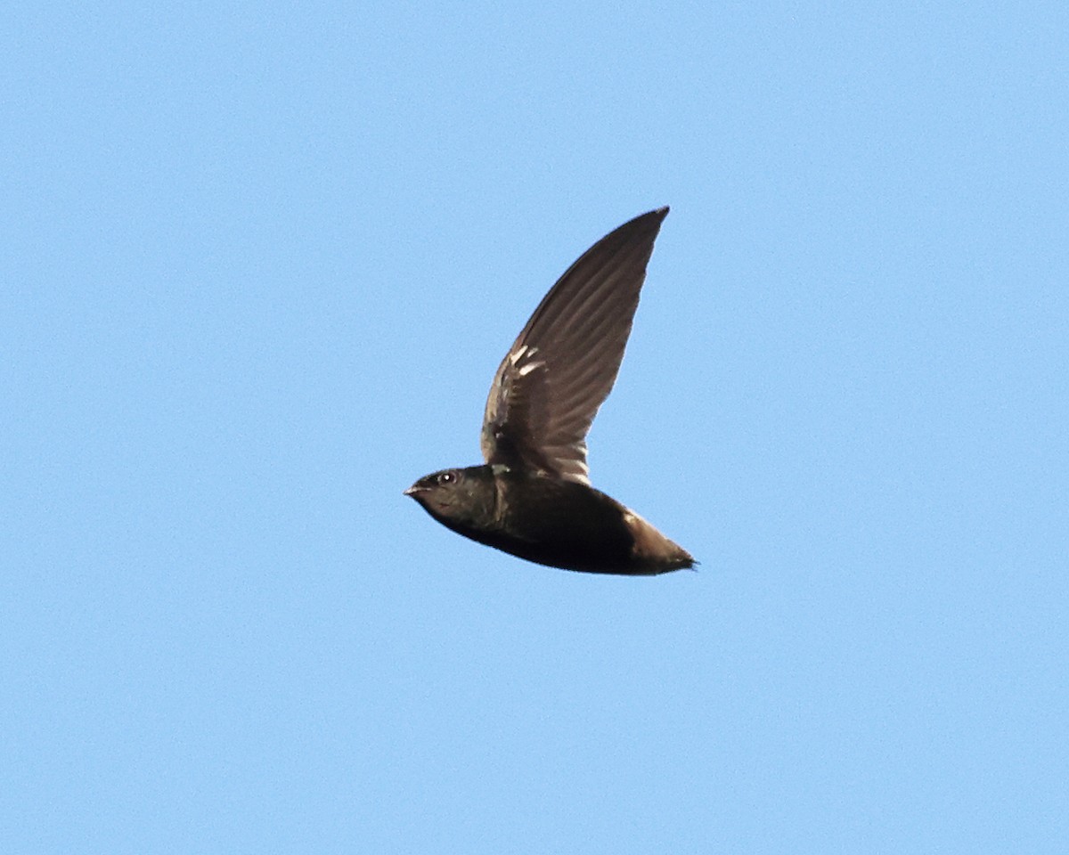 Pale-rumped Swift - ML639027448