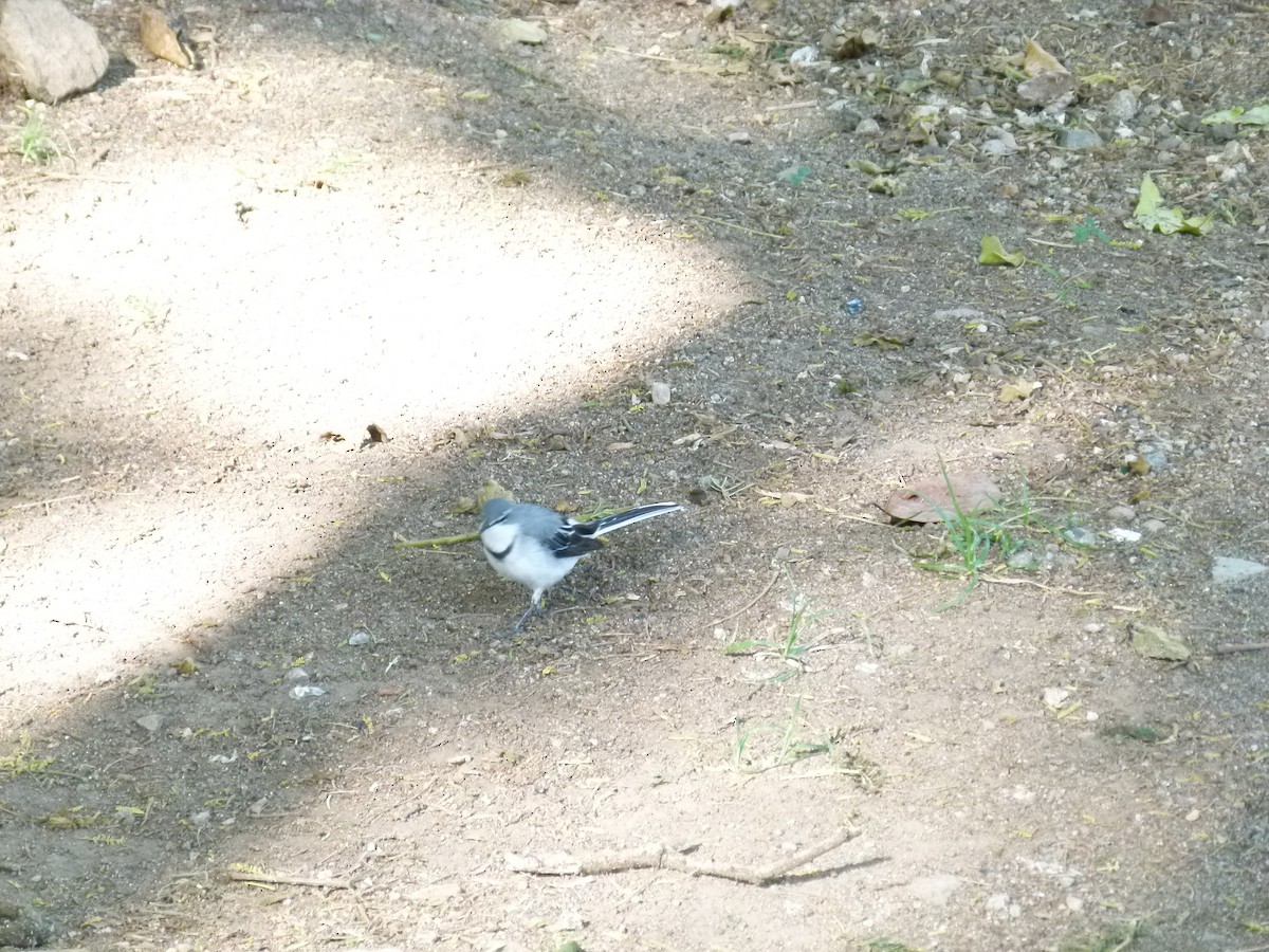 Mountain Wagtail - ML639027455