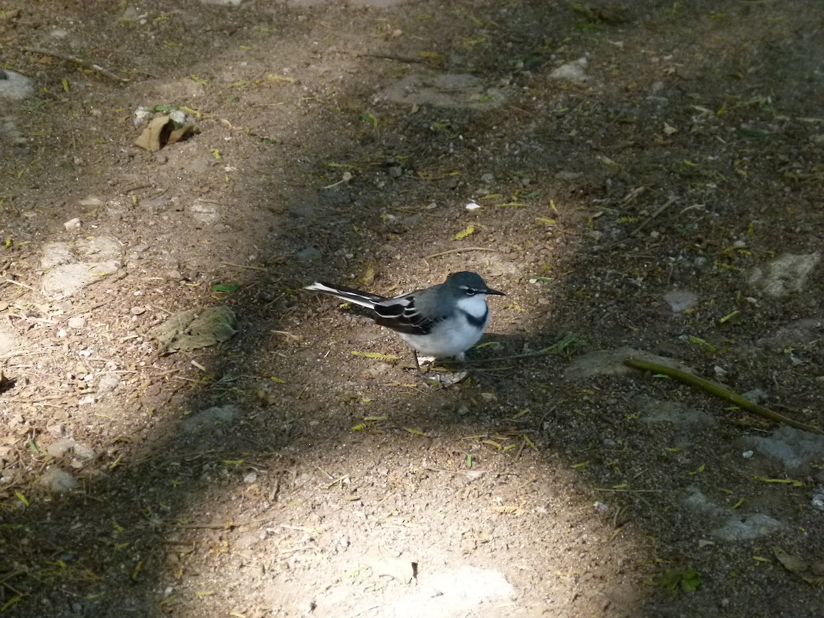 Mountain Wagtail - ML639027456