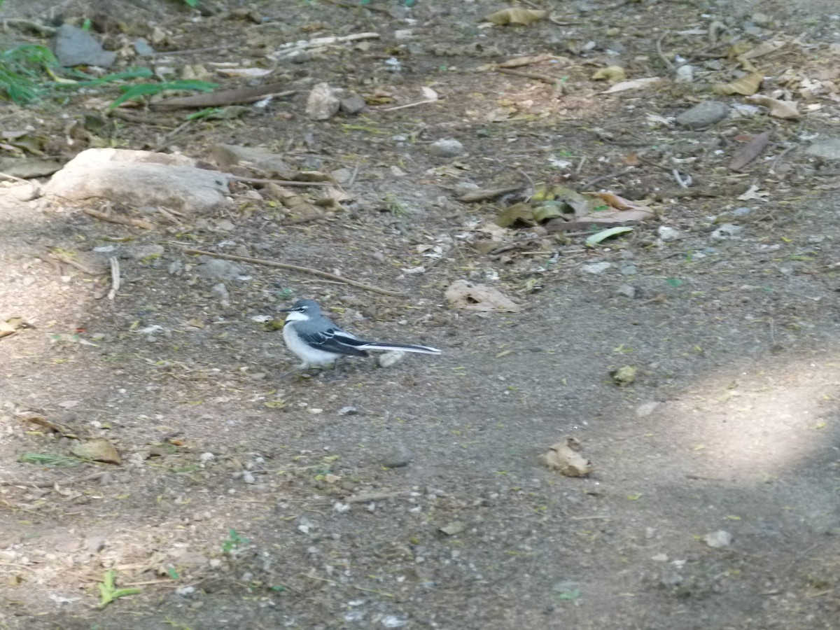 Mountain Wagtail - ML639027457